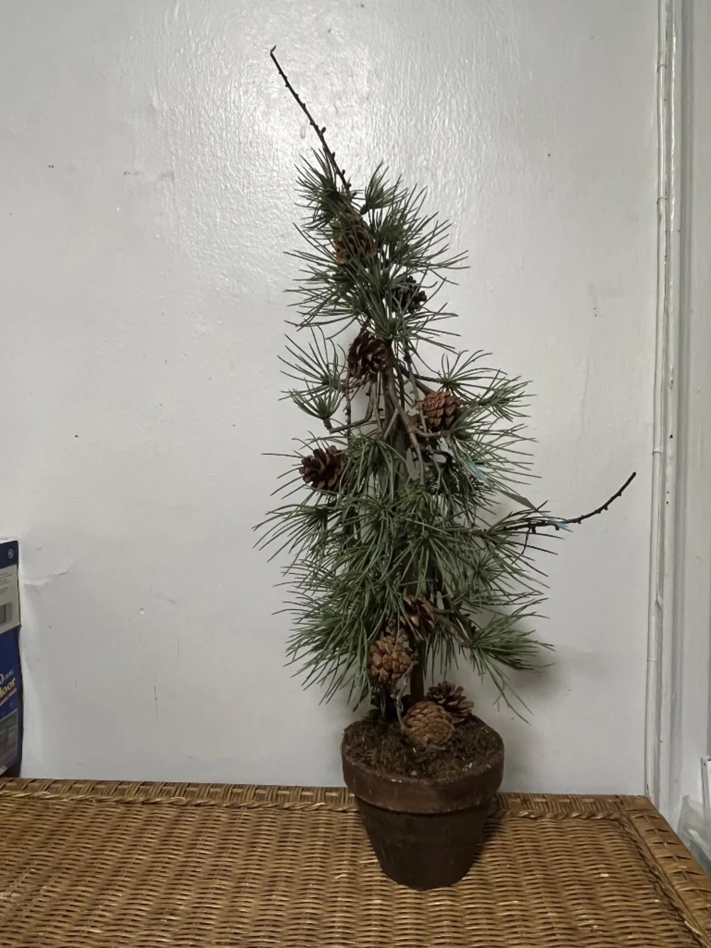 West Elm Faux Potted Pine Tree with pinecones.  Approx. 3ft.